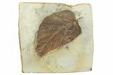 Fossil Leaf (Ficus) - Montana #262386-1